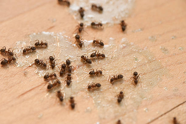 Best Local Pest Control Services  in Morocco, IN